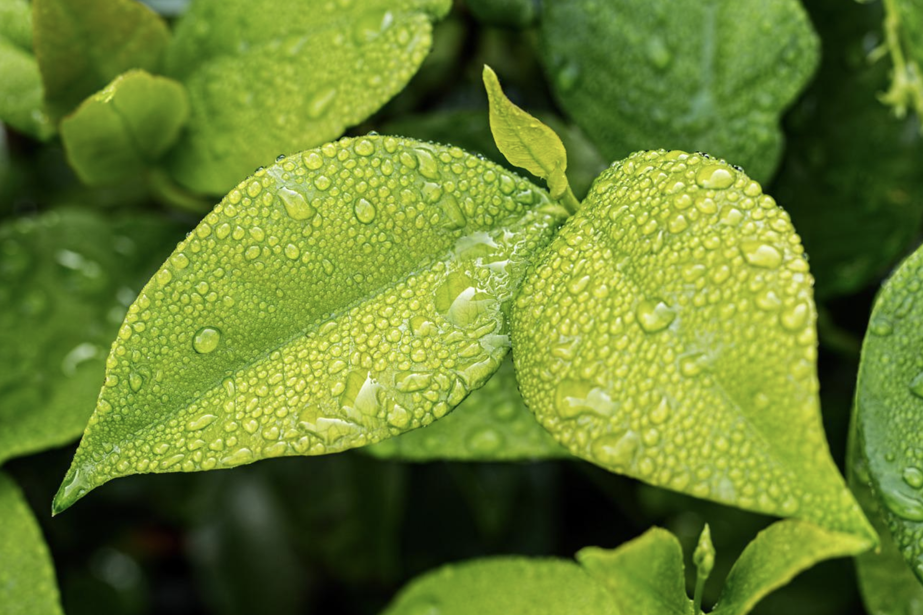 ECOLOGÍA Y MEDIO AMBIENTE